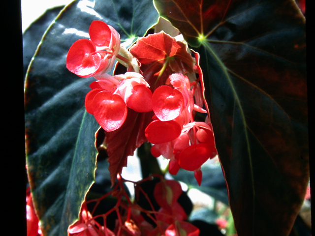 B. ‘Dragon's Blood’
